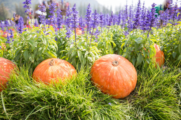 Abobora e Lavanda