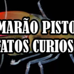 Camarão Pistola – 5 fatos fascinantes do camarão-de-estalo + Receitas