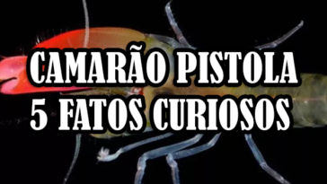Camarão Pistola – 5 fatos fascinantes do camarão-de-estalo + Receitas