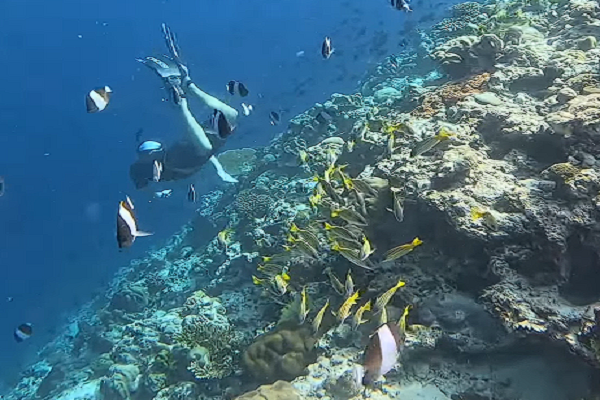 recifes de coral de North Ari Atoll